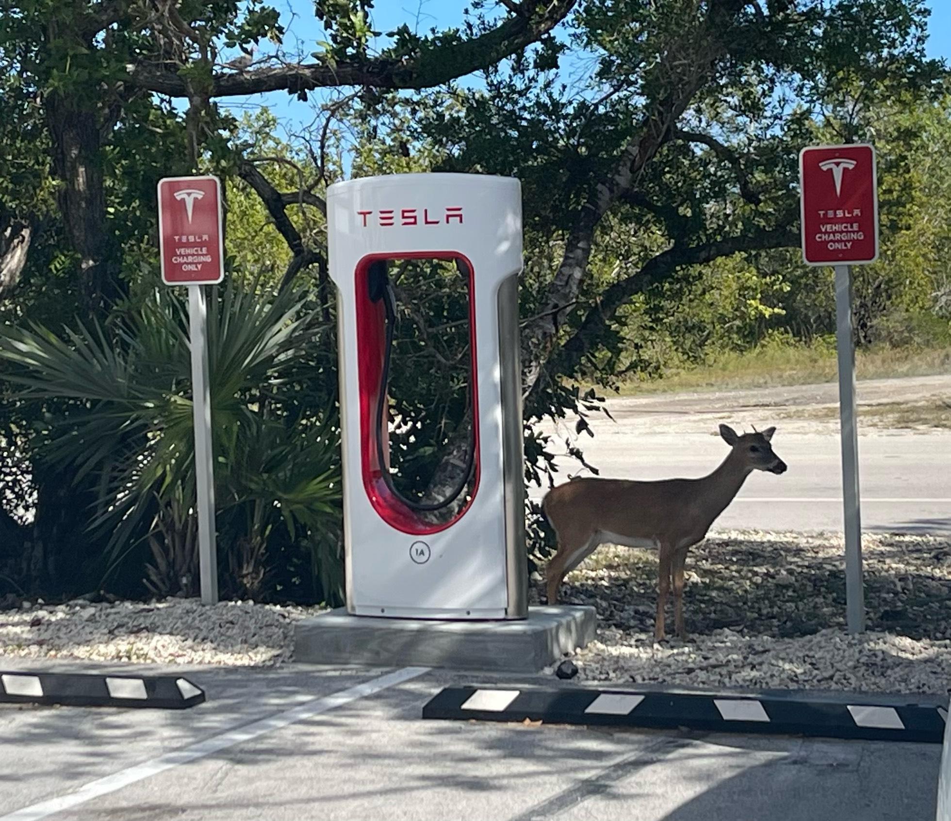 Winn Dixie at Big Pine Key Shopping Center Big Pine Key, FL EV Station