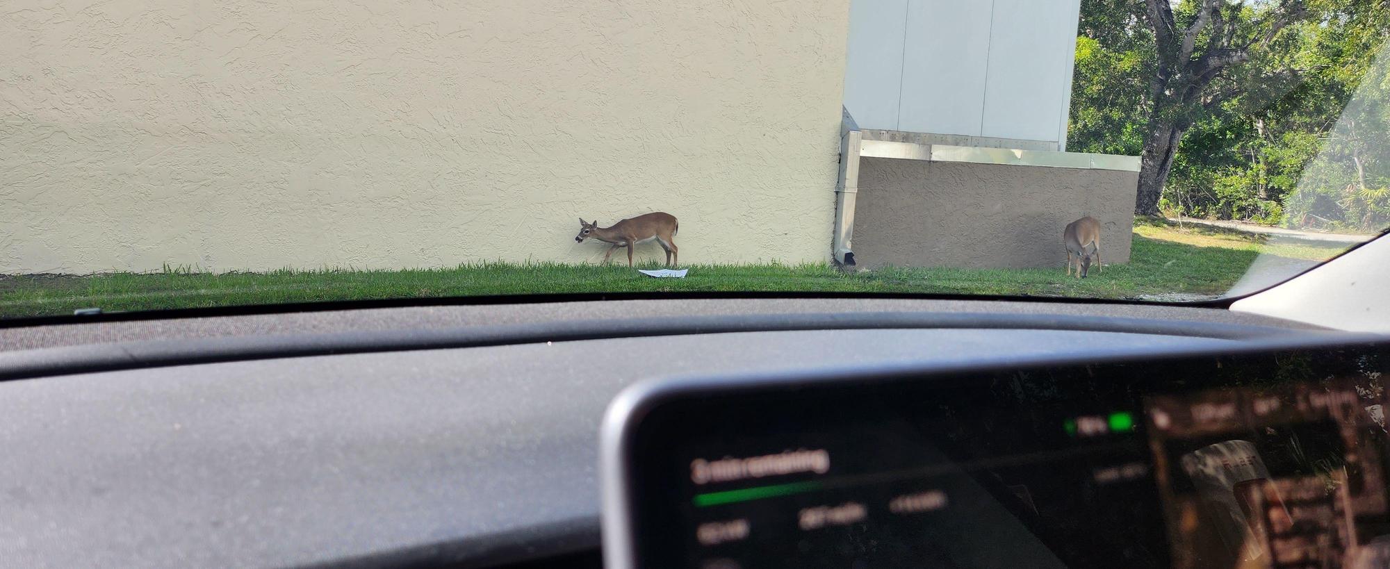 Winn Dixie at Big Pine Key Shopping Center Big Pine Key, FL EV Station