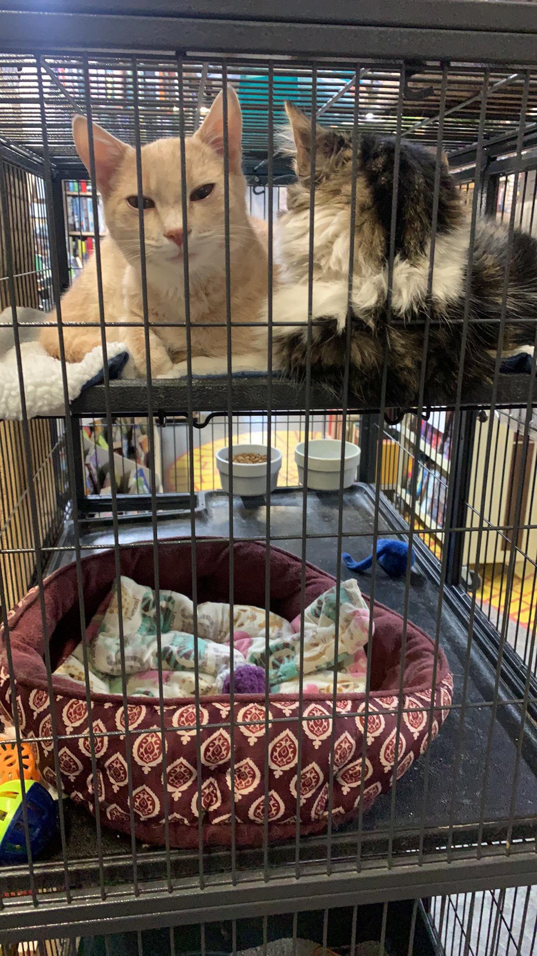 Cupboard Maker Books Enola, PA EV Station